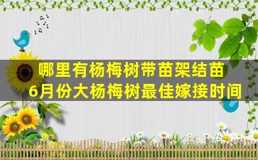 哪里有杨梅树带苗架结苗 6月份大杨梅树最佳嫁接时间